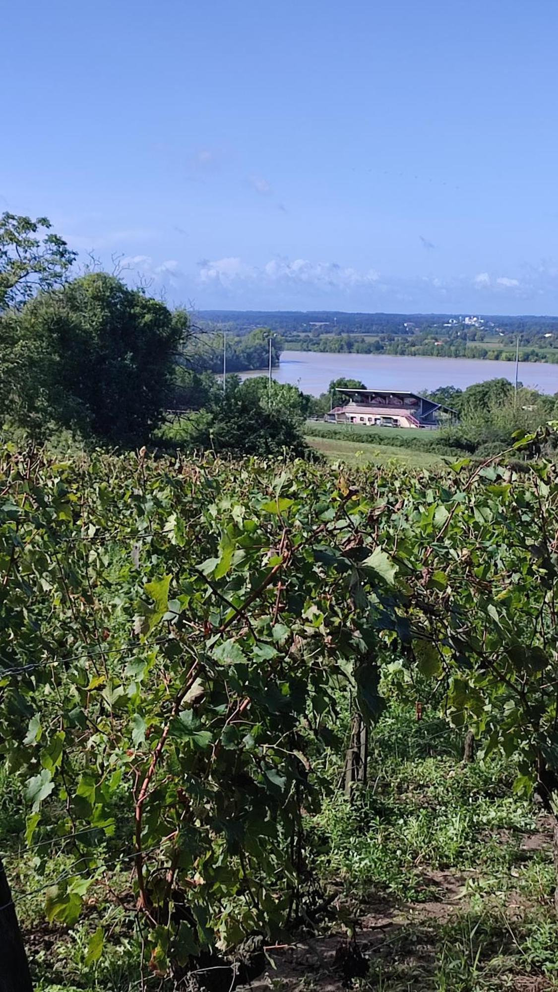 Maison Charmeilles - Gite Touristique - Coliving Fronsac  Eksteriør billede